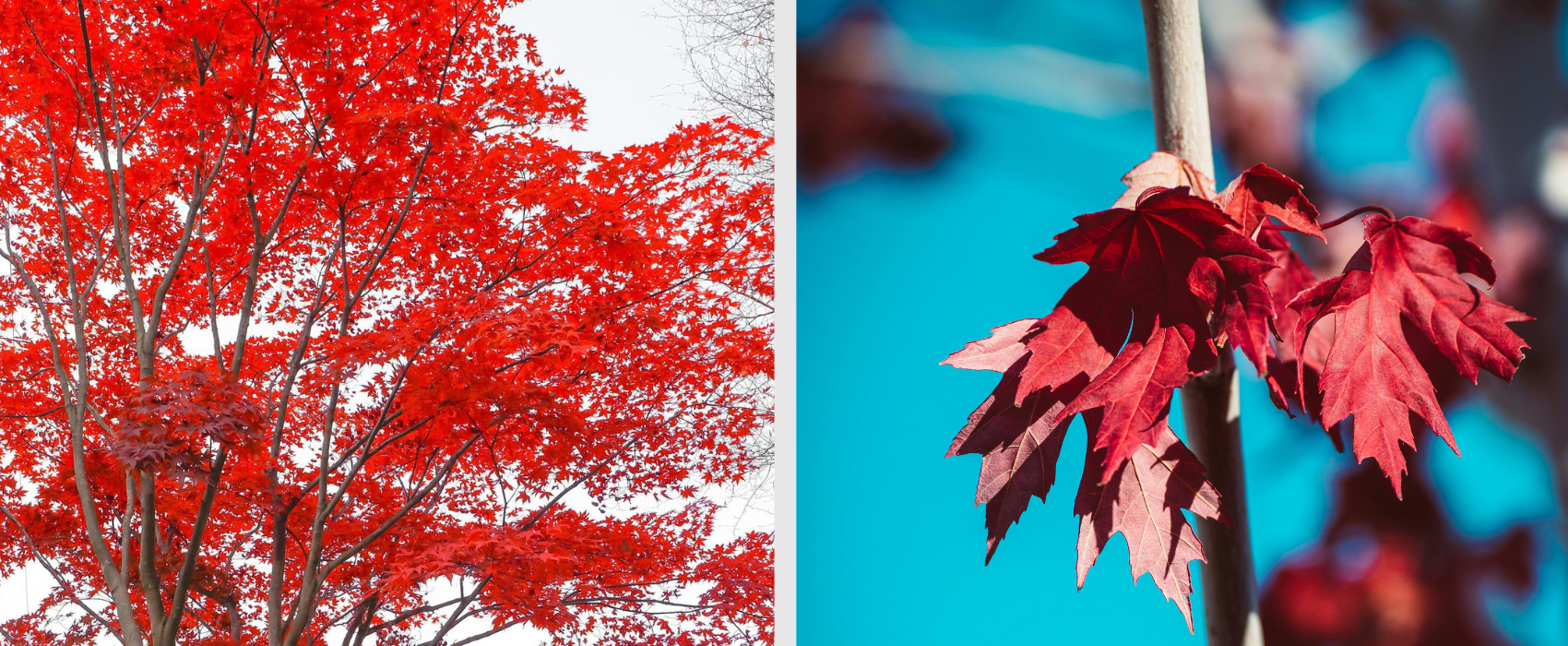 Red Maple tree with bright red leaves