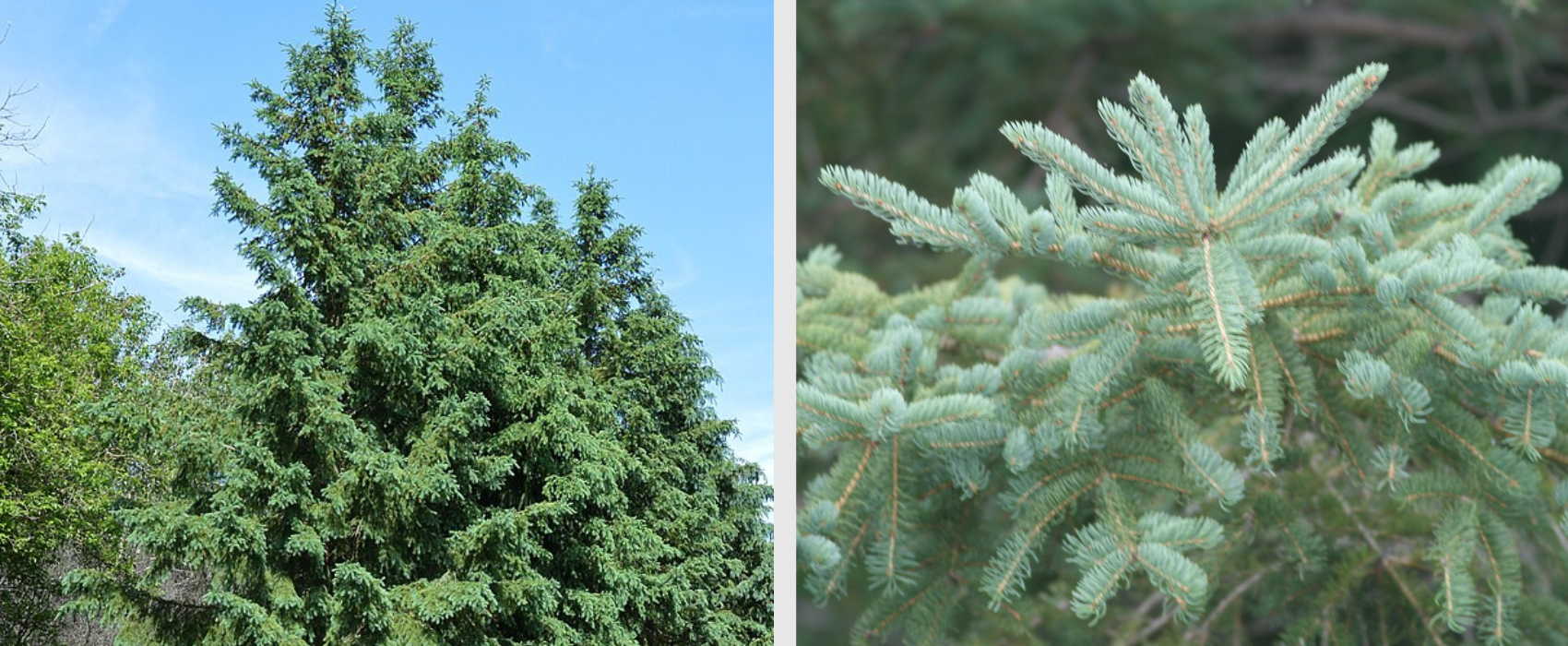 White spruce trees