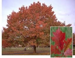 Red Oak tree