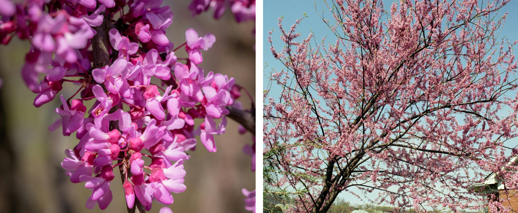 Eastern Redbud blossoms