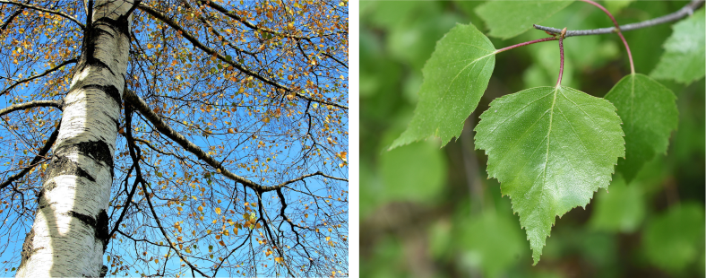 white birch trees